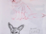 foxes