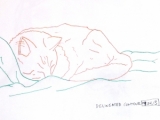 sleeping cat sketches