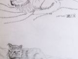 sleepy cat 2