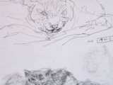 sleepy cat sketches