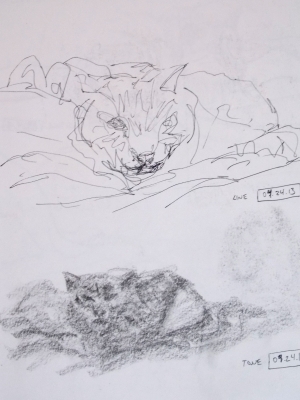 sleepy cat sketches
